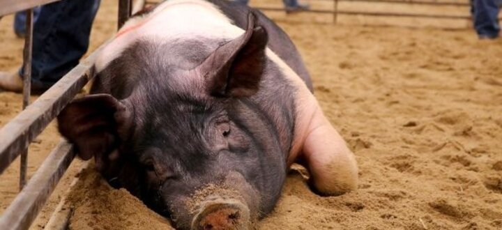 Pig resting on sand inside a pen, with a calm expression.