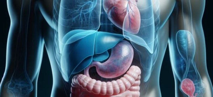 Transparent human torso displaying internal organs in detailed 3D illustration.